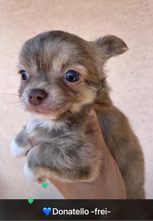Chihuahua Welpen suchen ihre Familie