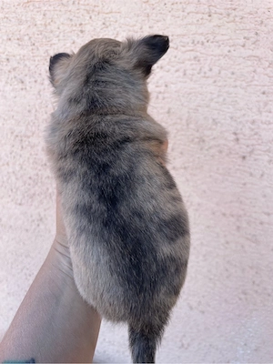 Noch ein Chihuahua Welpe (Rüde) sucht seine Familie Bild 5
