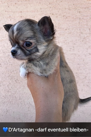 Noch ein Chihuahua Welpen sucht seine Familie