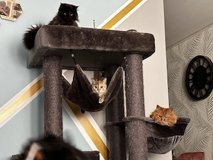Maine Coon Perser Mischlinge 