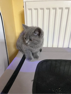 Reinrassige BKH Kitten abzugeben M W