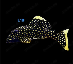 L18 Golden Nugget Baryancistrus xanthellus 