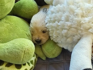 Golden Retriever Welpen 