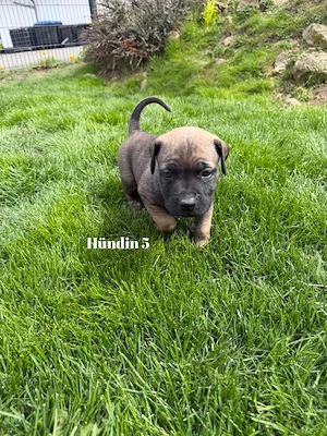 Boerboel Reinrassig
