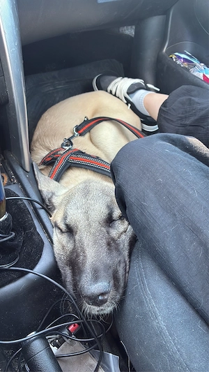 Kangal sucht ein zuhause