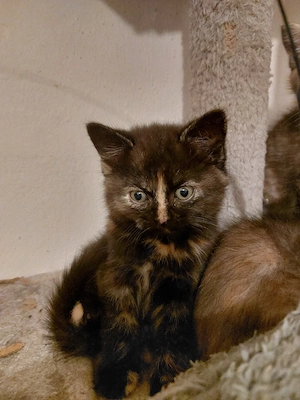 Babykatze BKH Mischlinge 