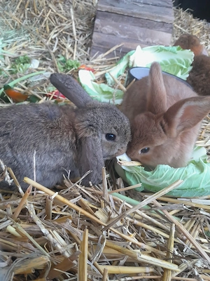 Auszug bereite Kaninchen hasen "babys" 