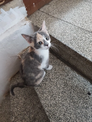 Maikätzchen Kitten suchen neues Zuhause..