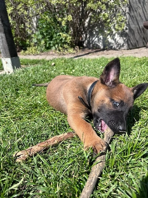 Malinois Welpen
