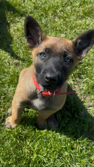 Malinois Welpen