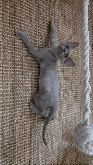 Astra Vale of Mauwyn   Devon Rex Mädchen | geboren am 28.01 | seltene Lilac Schönheit