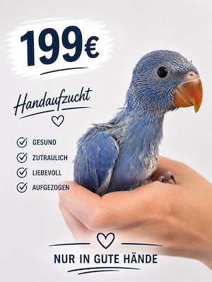 Halsbandsittich