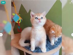Reinrassige BKH Kitten excellente Stammbaum