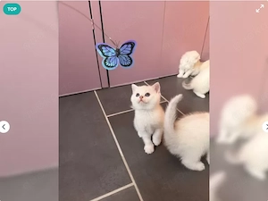Reinrassige BKH Kitten excellente Stammbaum