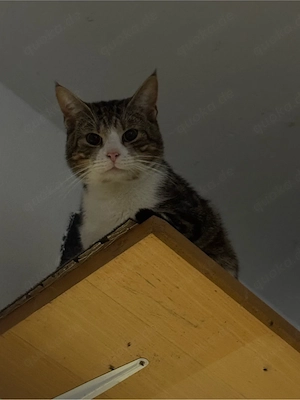 katzer abzugeben 