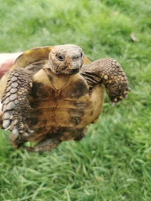 Schildkröten 