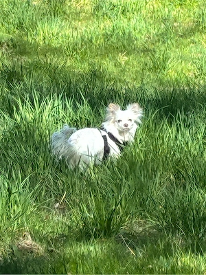 Papillon Hündin Bild 3