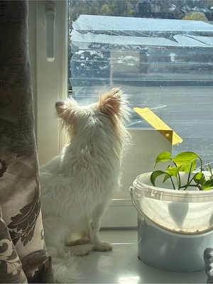 Papillon Hündin