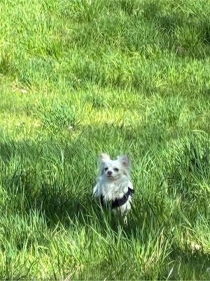 Papillon Hündin Bild 4