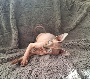 Kanadische Sphynx Mädchen