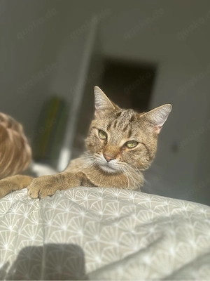 main-coon mix Kater