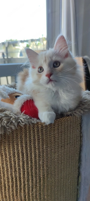 Maine Coon 