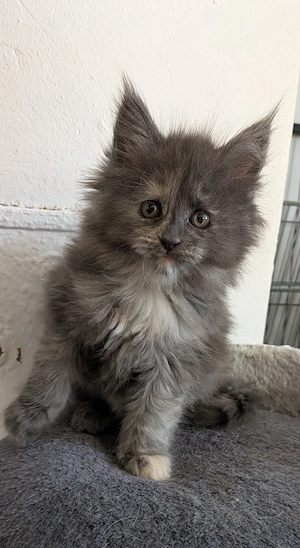 Maine Coon Mädchen suchen neues Zuhause 