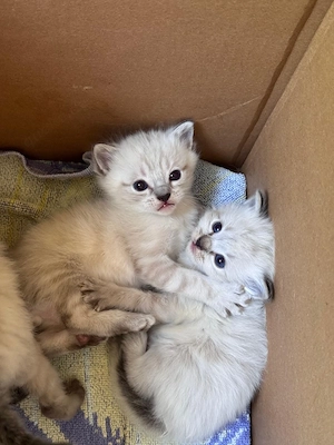 Stahlblaue Augen zum Verlieben - unsere Kitten sind bildhübsch 