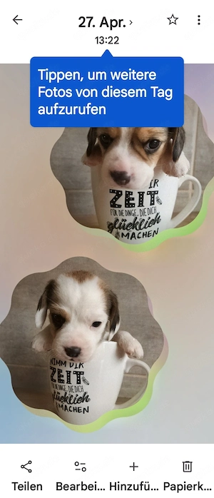 Beagle Welpen  Bild 2