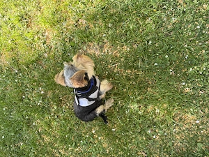 Yorkshire Terrier Welpe   5 monat sucht liebevolles Zuhause Bild 3