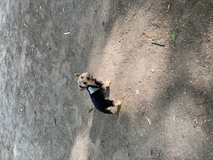 Yorkshire Terrier Welpe   5 monat sucht liebevolles Zuhause Bild 2