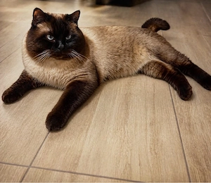 BKH Deckkater ( choco point ) 