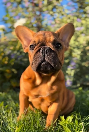 Französische Bulldoggenwelpen - Prinzessin