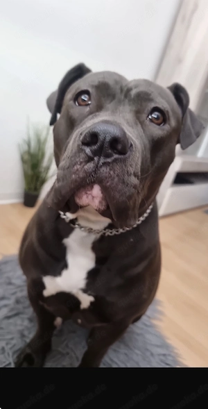 American Bully XL