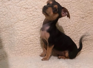    Zwergpinscher