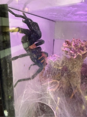 1.0 Davus pentaloris