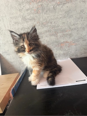 Maine coon   XL Maine coon kitten 
