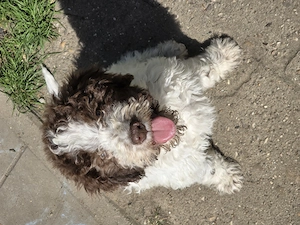 Lagotto Romagnolo Welpen 12 Wochen 