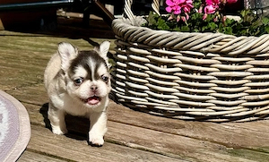 Französische Bulldoggen Welpen suchen Herzplatz