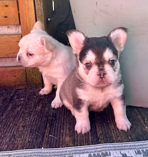 Französische Bulldoggen Welpen suchen Herzplatz