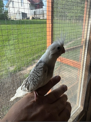 Nymphensittich Bild 3
