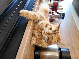 Main Coon xxl Deckkater 