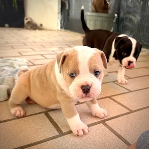 american bully oeb old englisch bulldogge X am. Bull