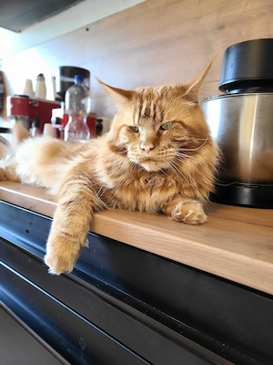 Main Coon xxl Deckkater 