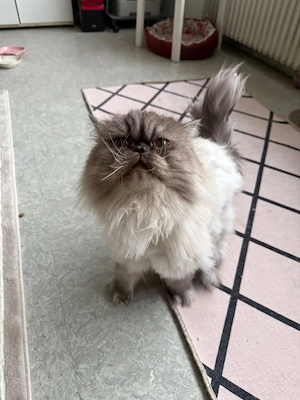 Dringend 4Perserkatzen