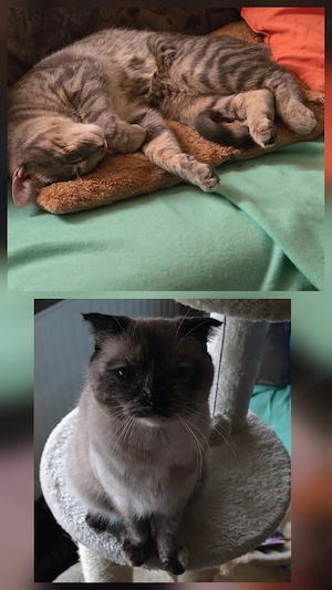 Katzen in liebe vollen Hände abzugeben 