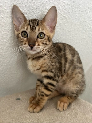 Nur noch ein wunderschönes Bengal-Weibchen abzugeben