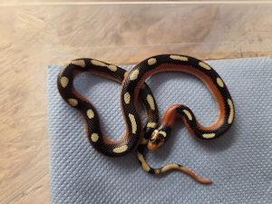 Lampropeltis polyzona splotched 