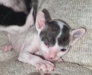 Cornish Rex Kitten mit Stammbaum 