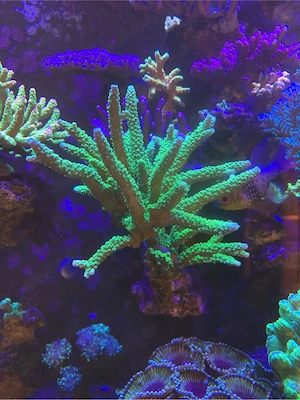 Acropora Meerwasser